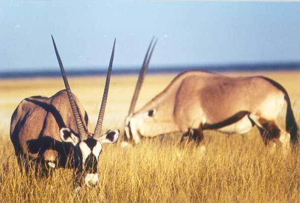 Gemsbok