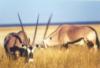 Gemsbok